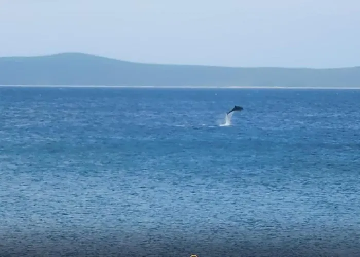 Mirakul Apartamento Vir